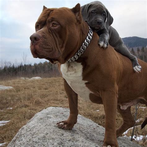Daddy Cesar Millans right-hand dog. . Zeus hulk pitbull puppies